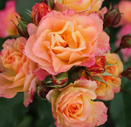 Rosa Landlust ® - galben - roz - Trandafir copac cu trunchi înalt - cu flori în buchet - coroană tufiș